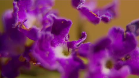 primer plano extremo de una flor púrpura