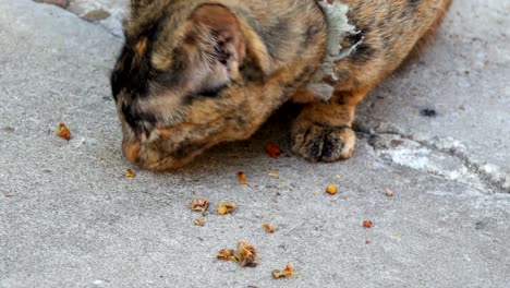 striped  kitten cat eating food on the floor