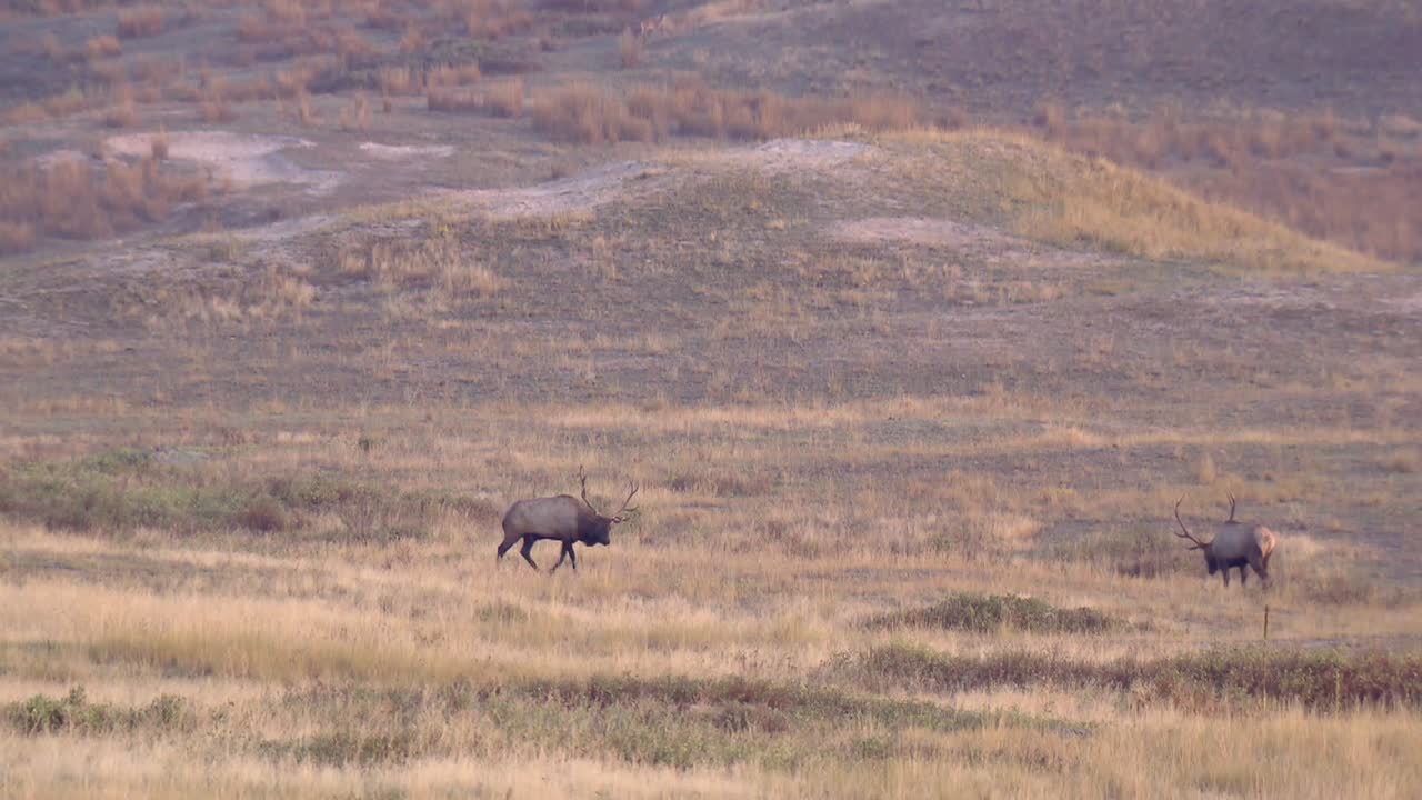 dos grandes alces toros (cervus canadensis) paseando uno cerca del otro grandes alces toros en el campo national bison range montana 2015