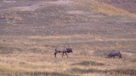 Dos-Grandes-Alces-Toro-(Cervus-Canadensis)-Marcando-El-Paso-Uno-Cerca-Del-Otro-Gran-Alce-Toro-En-El-Campo-National-Bison-Range-Montana-2015