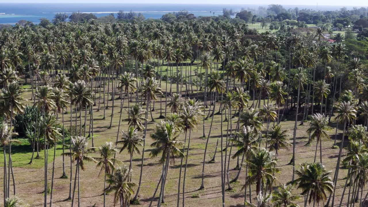 Towering Palm Trees On The Tropical Island Of Tahiti In French Polynesia. Aerial Drone Shot