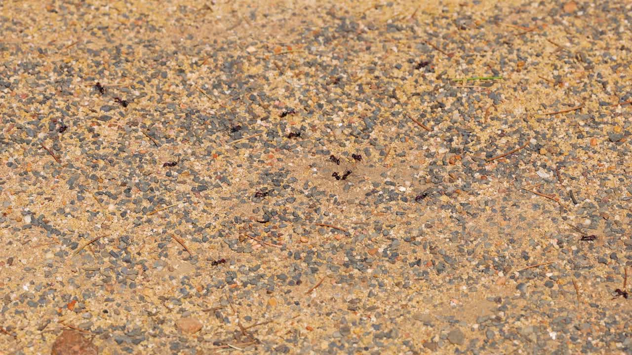 Una formica attraversa una superficie ruvida nel tempo