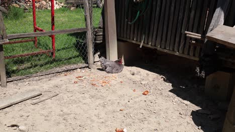 Muchas-Gallinas-Rojas-En-Un-Día-De-Verano-En-El-Pueblo.