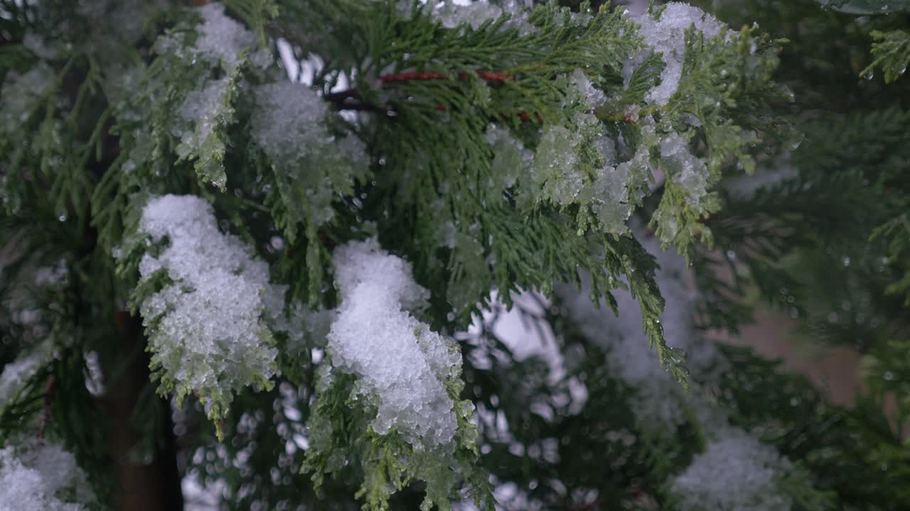 ramas de hoja perenne cubiertas de nieve