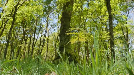 pov of high grass in green forest