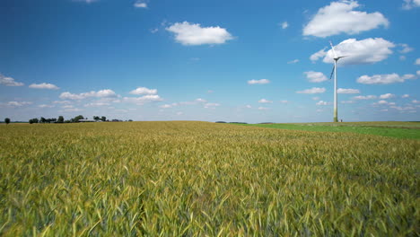 Aerial-flying-over-swaying-barley-or-wheat-field-ready-for-harvest-in-rural-Polish-countryside-on-idyllic-sunny-day,-sky-filled-with-fluffy-clouds,-adding-to-the-serene-atmosphere,-windmill-behind