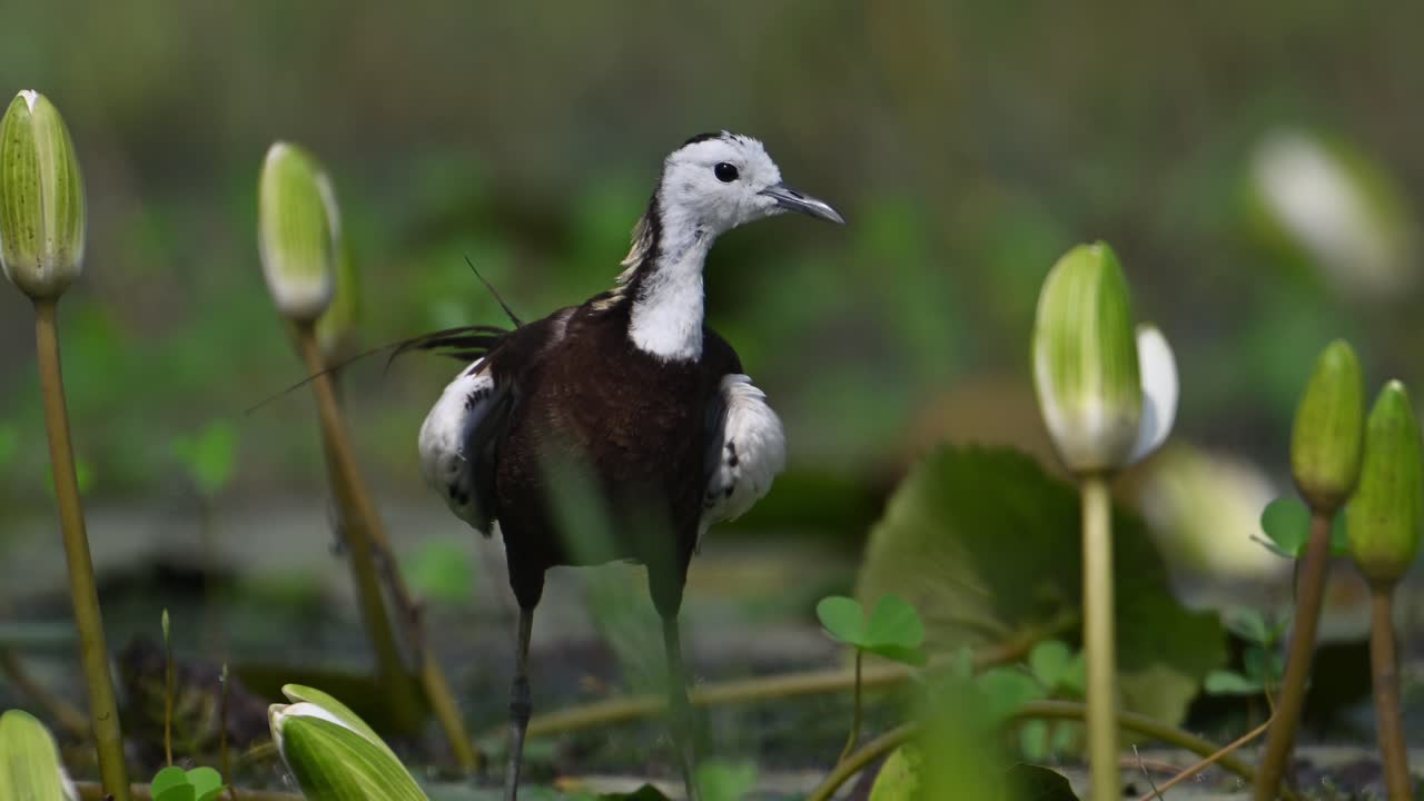 pájaro jacana de cola de faisán con flor de lirio de agua
