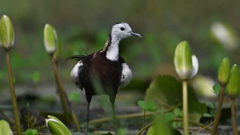 pheasant tailed jacana bird  with water lily flower