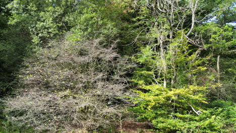 aerial shot of forest, drone ascending to show forest canopy and views beyond to a town in the uk