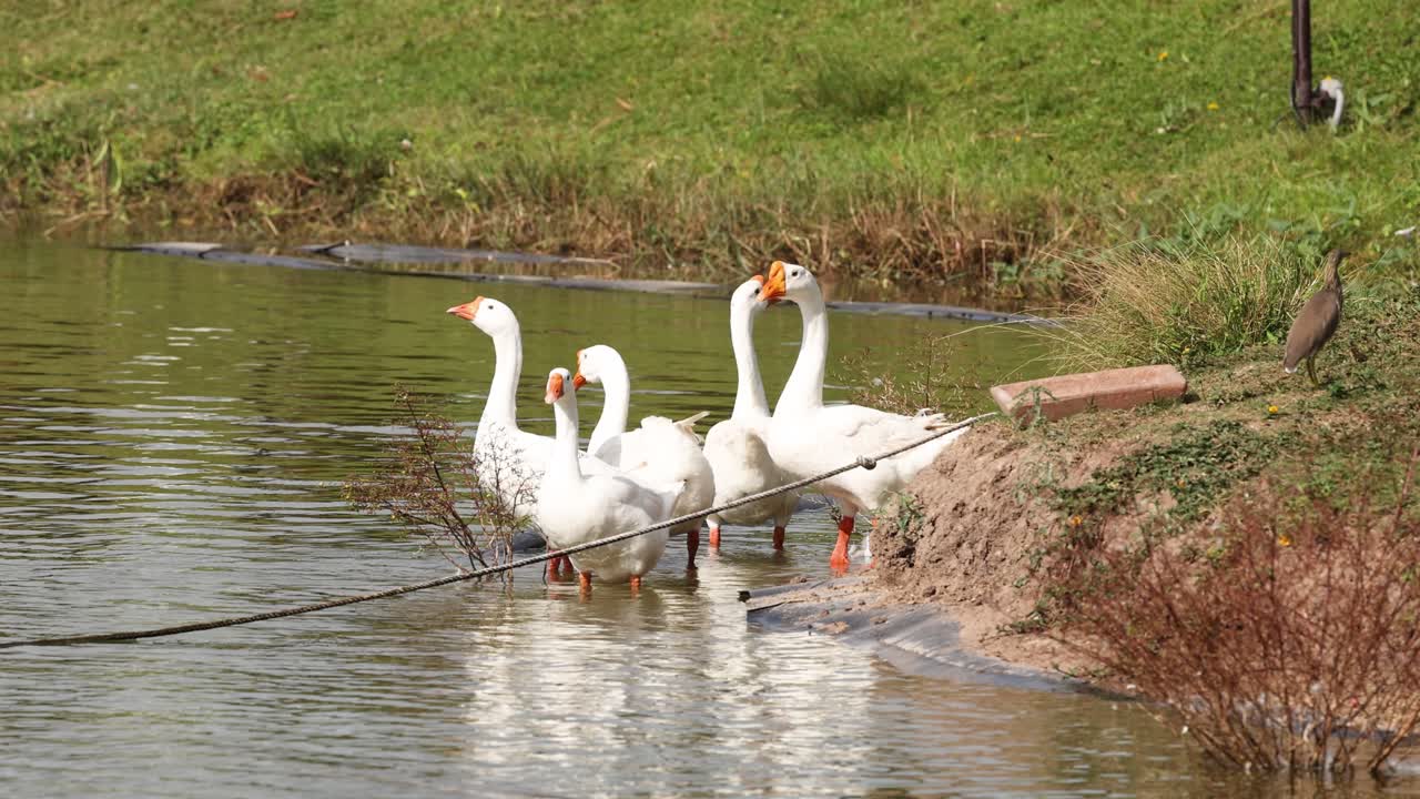 un rebaño de gansos se reúne en la orilla de un río.