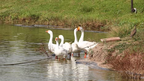 a flock of geese congregates on a riverbank.