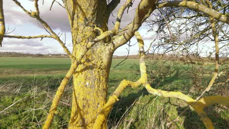 Slow-pull-out-of-a-diseased-tree