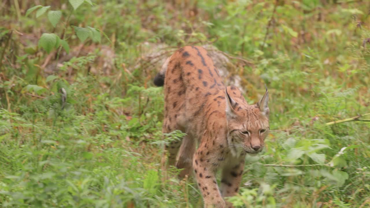Den eurasiske los (Lynx lynx) i skoven.