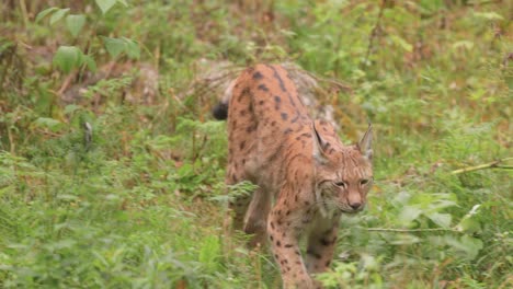 the eurasian lynx (lynx lynx) in the forest.