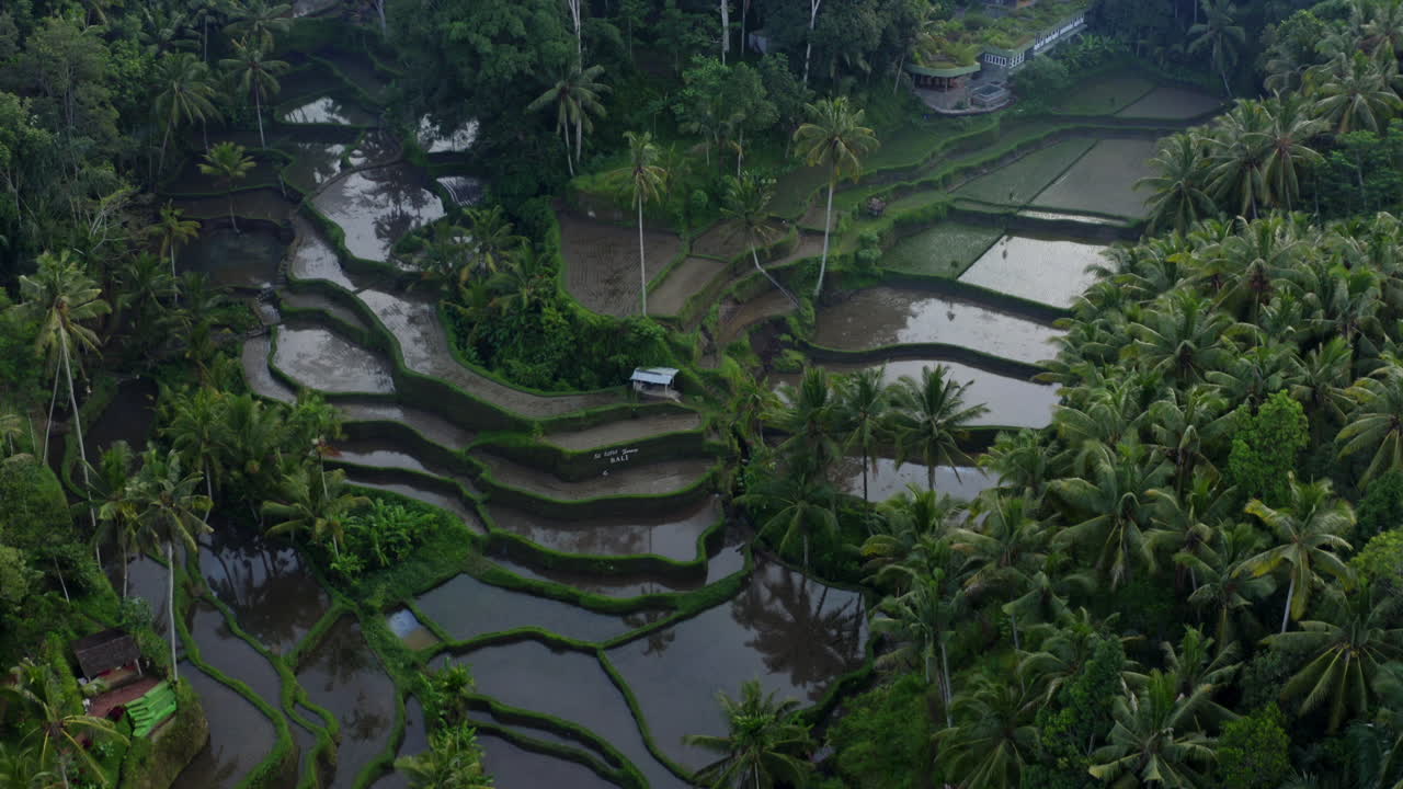 Linee agricole ipnotizzanti delle risaie a terrazze di Tegallalang.