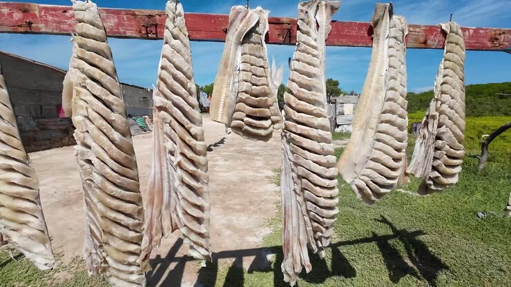 File di carne di squalo essiccata al sole e salata appesa all'aperto, cielo azzurro limpido, conservazione tradizionale.