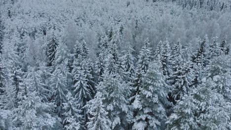 Imágenes-Aéreas-De-Pájaros-De-árboles-Cubiertos-De-Nieve,-Bosque-De-Pinos-Nórdicos,-Día-De-Invierno-Nublado-Y-Tranquilo,-Tiro-Amplio-De-Drones-Que-Avanzan,-Inclinación-De-La-Cámara-Hacia-Abajo