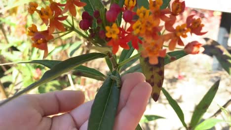 Oruga-Arrastrándose-Sobre-Una-Planta-De-Algodoncillo-Con-Una-Mano-Pequeña-Acunándola-Debajo