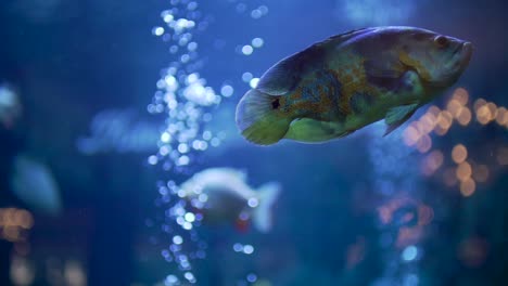 Bunte-Fische-Aquarium-Zeitlupe