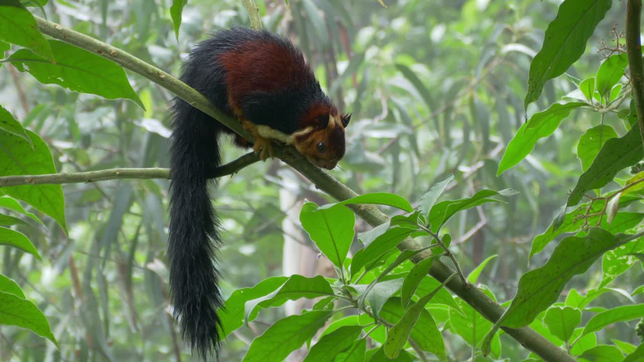 primer plano de la ardilla gigante negra malaya en el bosque tropical salvaje