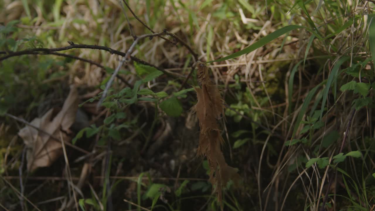 Shredded brown fabric tangled on a thin forest twig, surrounded by leaves, grass, and earth.