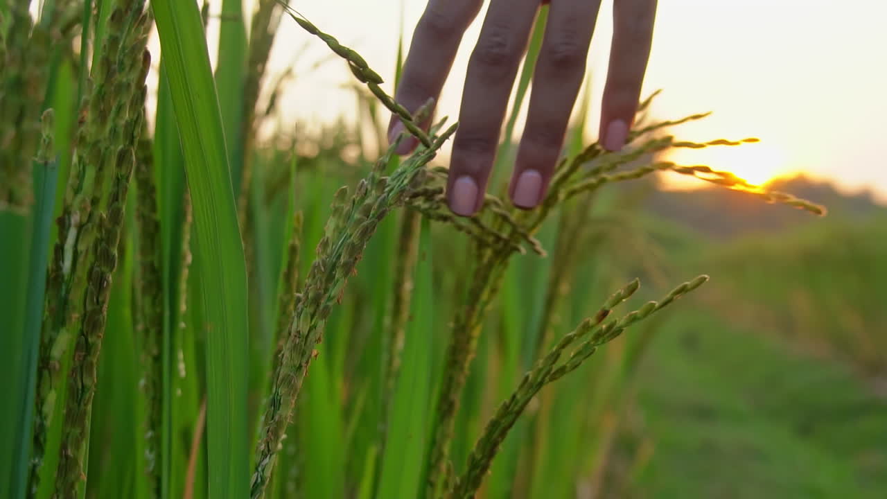 la mano delle donne che toccano le colture di riso nella fattoria durante l'alba