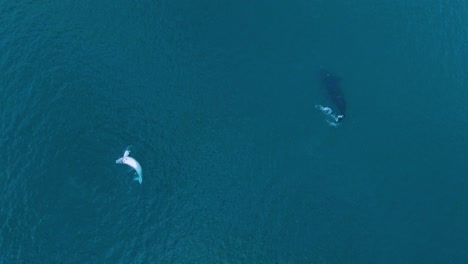 Whale-mother-with-an-albino-baby-on-the-calm-sea-of-patagonia---Aerial-top-view