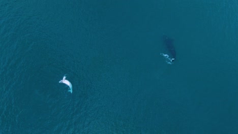madre ballena con un bebé albino en el mar tranquilo de patagonia - vista aérea superior