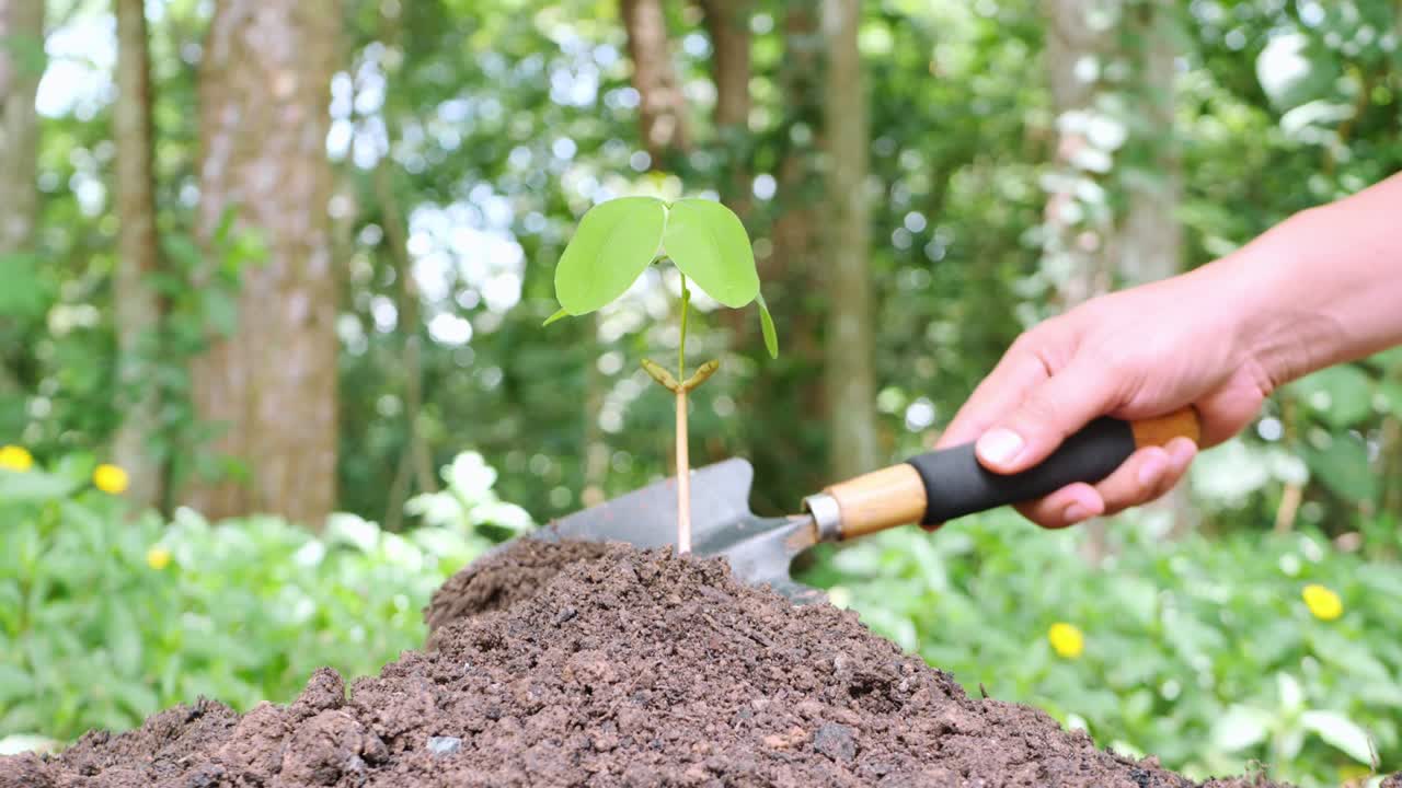 small tree growing It has been planted and watered well.