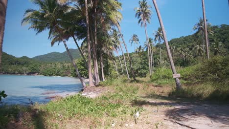 isla tropical palmeras y playa