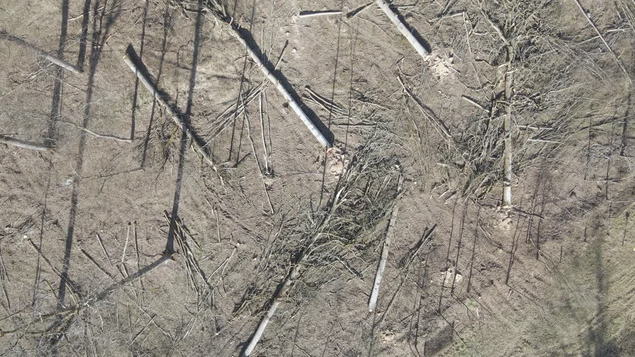 숲을 파괴하고 는 나무는 산림 벌목 중에 땅에 누워 있습니다.