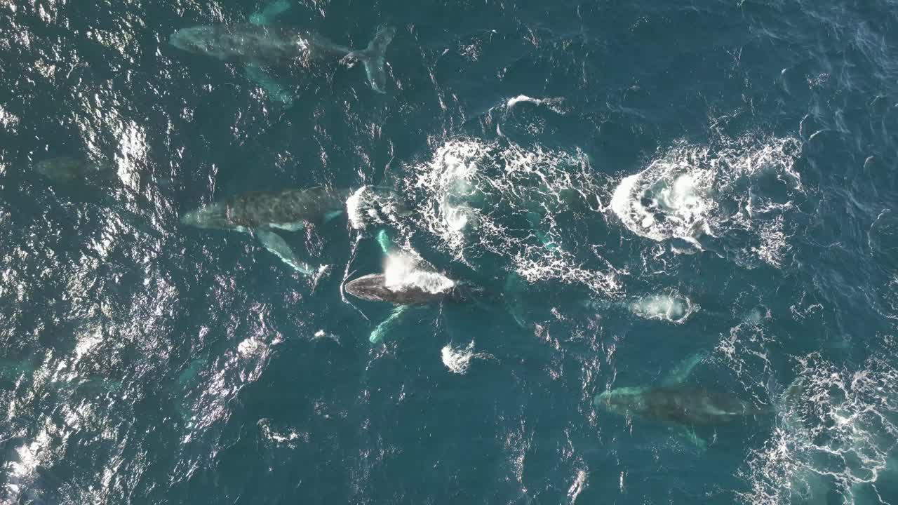 북쪽으로 이동하는 고래의 무리