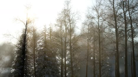 splendid christmas scene in the mountain forest. colorful winter sunrise
