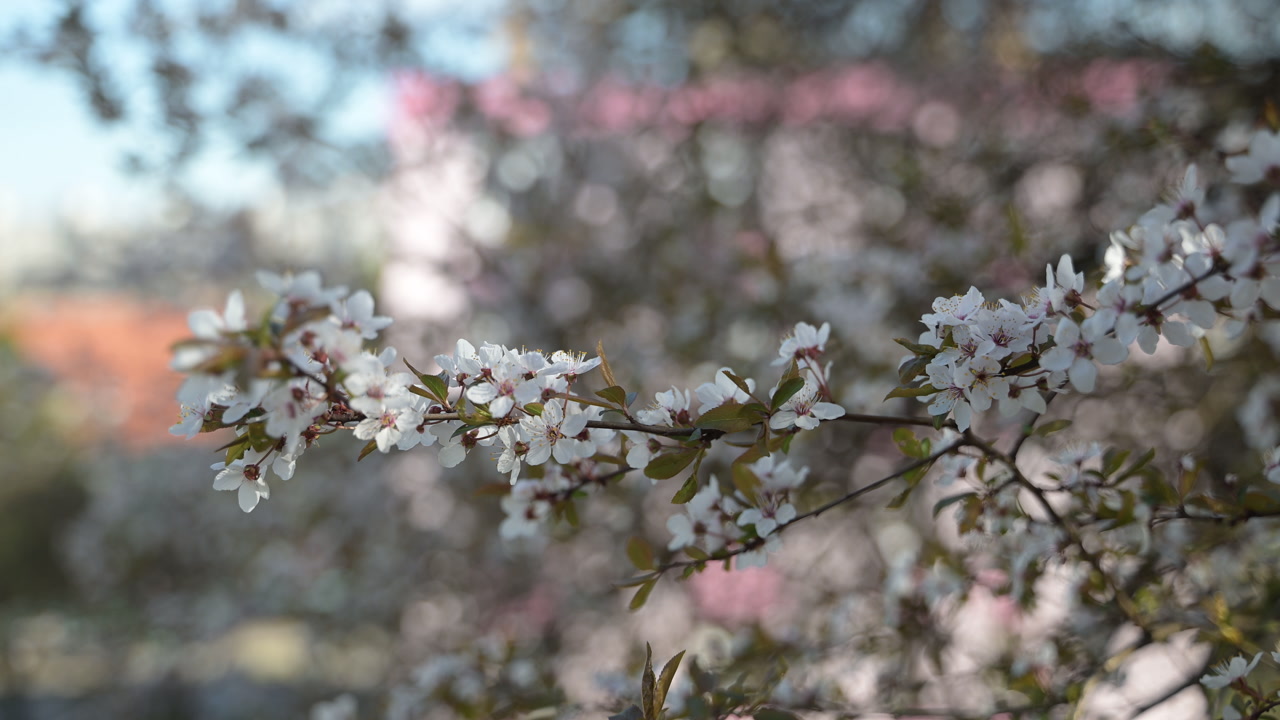 Cherry blossom branch in soft sunlight with bokeh background