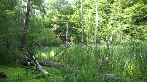 wetland with tall grass and dead wood