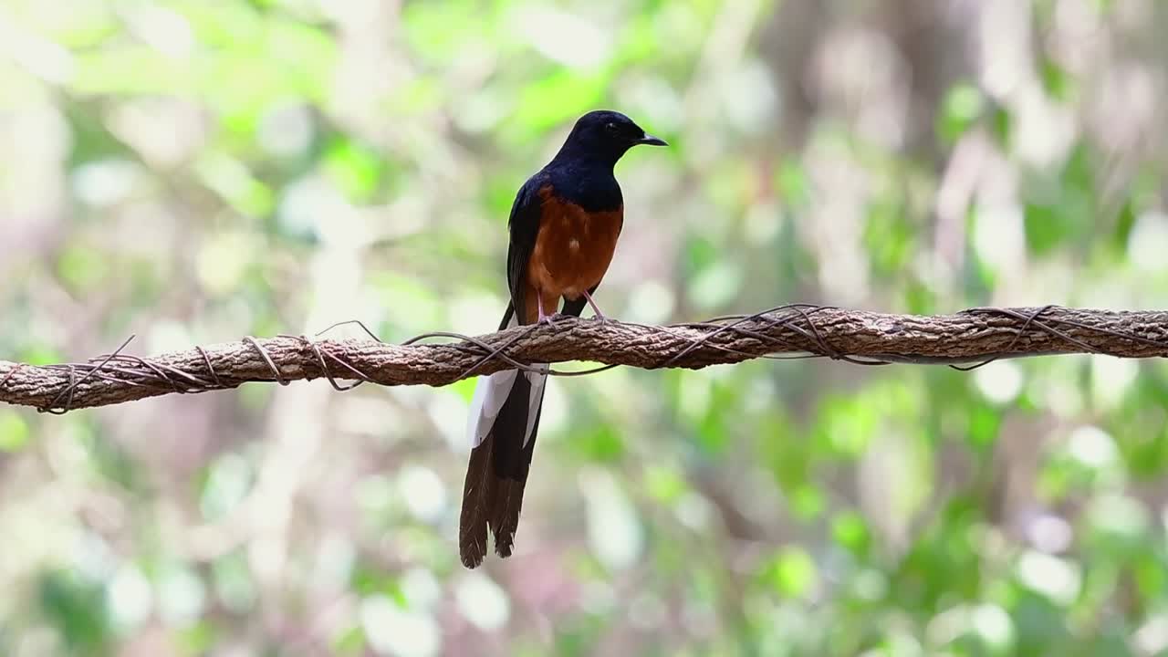 shama de rabadilla blanca encaramado en una vid con fondo bokeo del bosque, copsychus malabaricus, en cámara lenta