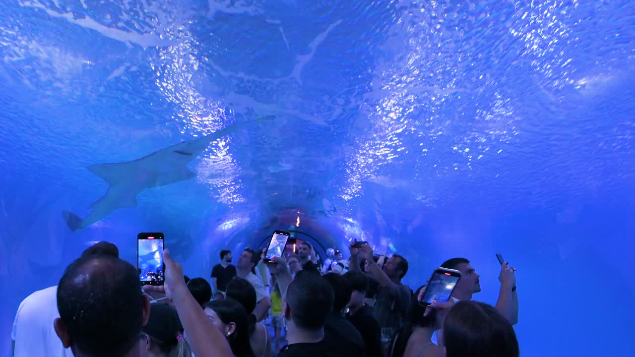 Underwater view of sawshark (Pristiophorus cirratus) and blacktip reef shark (Carcharhinus melanopterus) in Oceanografic's tunnel as visitors take photos, in Valencia's City of Arts and Sciences.