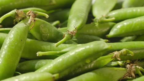 raw green pea pod rotates raw organic green sugar peas