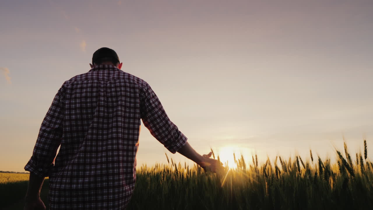 Un uomo, un contadino, cammina attraverso un campo di grano nei raggi del tramonto, accarezzando le spighette con il palmo.