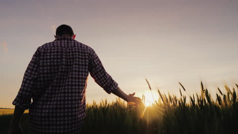 A-Man-A-Farmer-Walks-Across-A-Field-Of-Wheat-In-The-Rays-Of-Sunset-Stroking-Spikelets-With-His-Palm