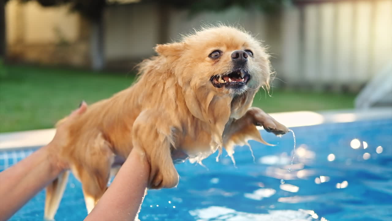 Pomeranian spitz dog swimming in a pool. Hot weather