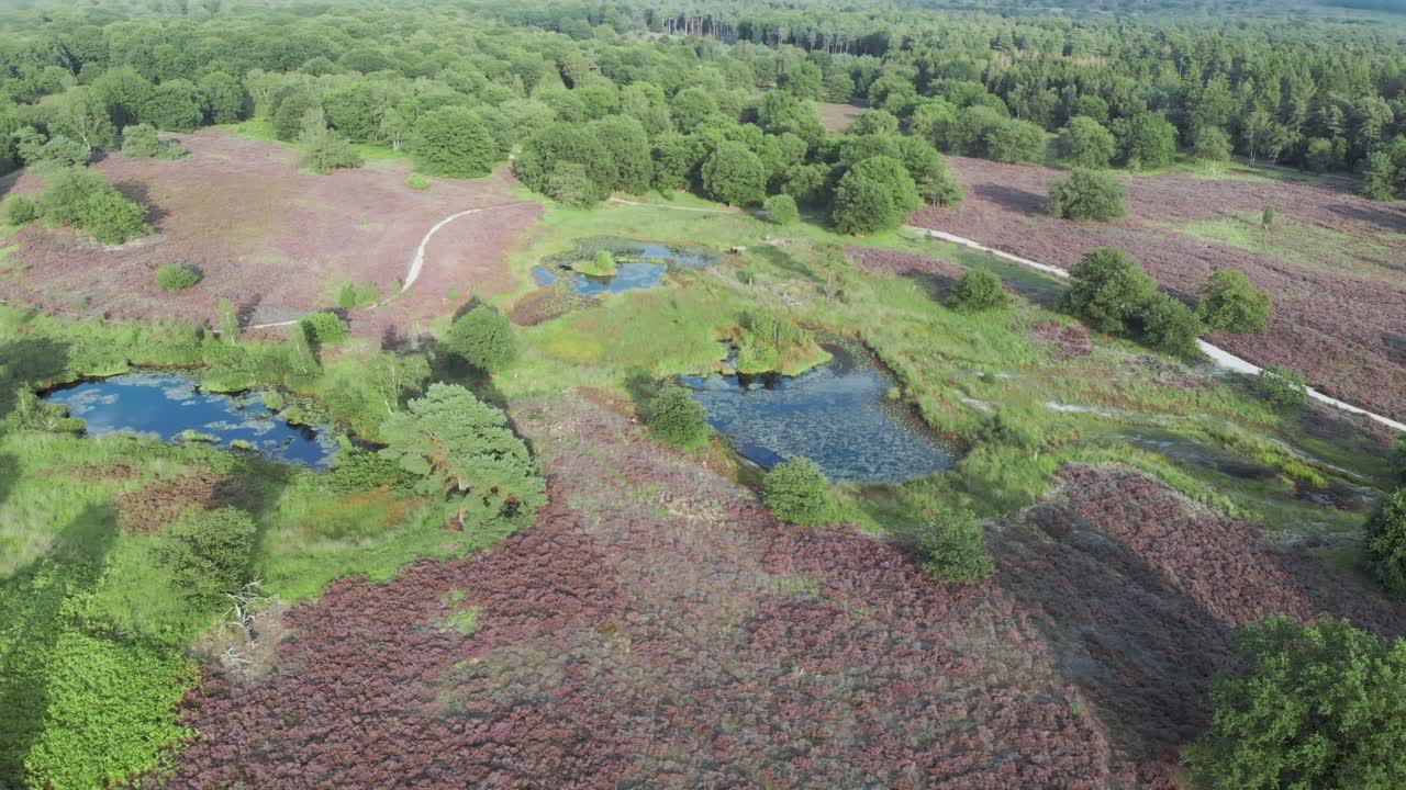 vista aérea del floreciente brezal púrpura con estanques y agua en el parque nacional de mainweg, países bajos - imágenes de drones de 4k
