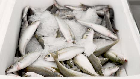 a lively market atmosphere buzzes as vendors present a captivating display of freshly caught fish resting on ice, inviting buyers to explore local flavors and seafood delicacies