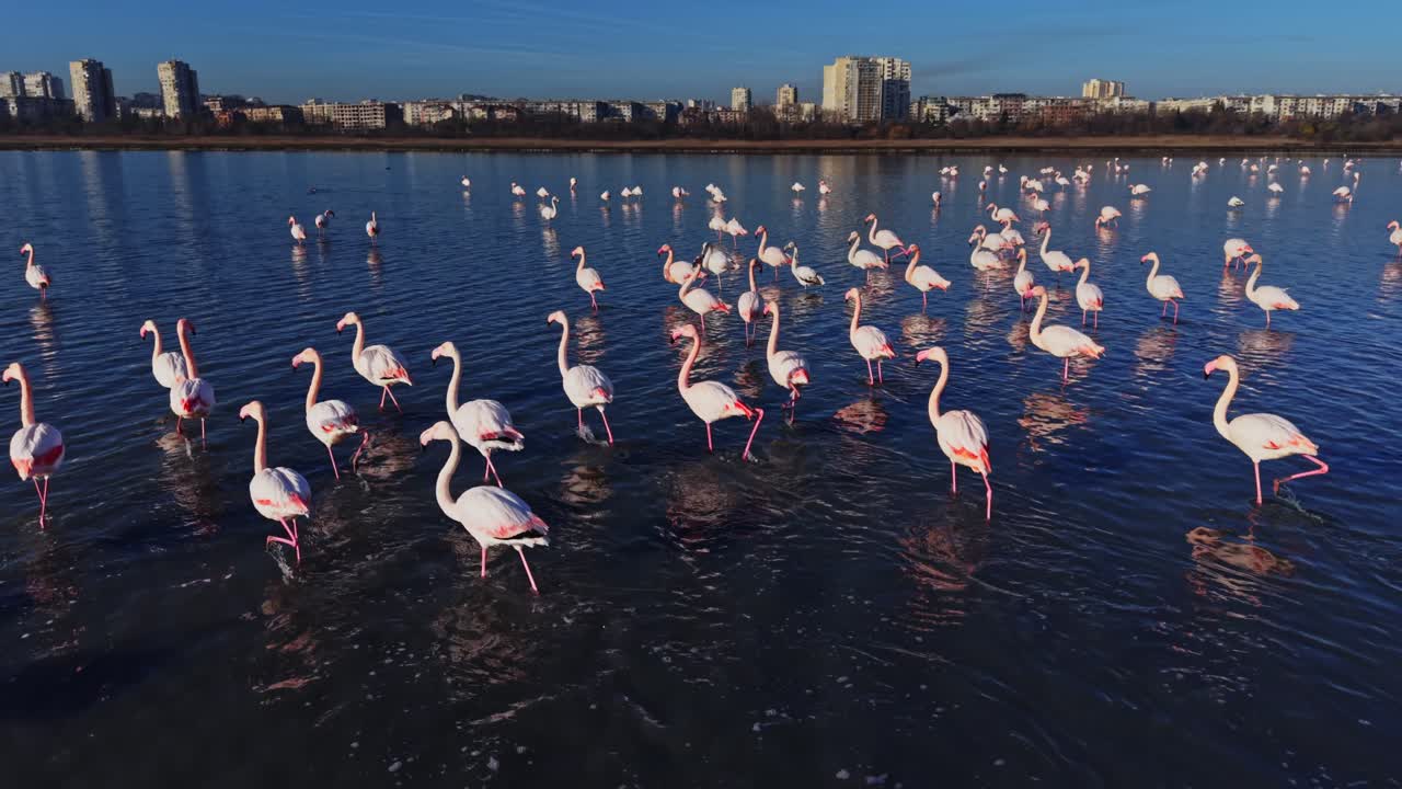 Flamingos wade through water at a lake in a sunny location