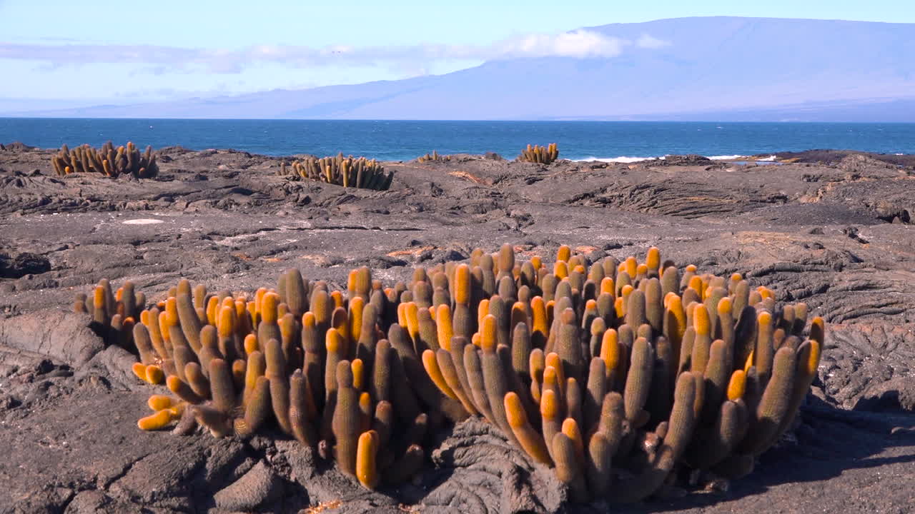 el cactus de lava endémico crece en las costas volcánicas de las islas galápagos, ecuador.