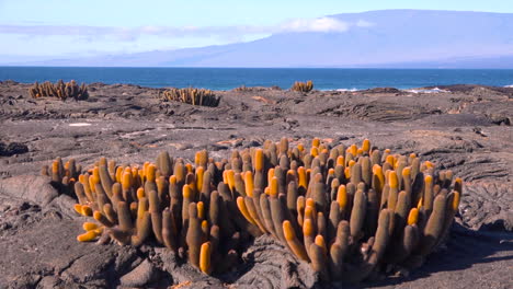 el cactus de lava endémico crece en las costas volcánicas de las islas galápagos, ecuador.