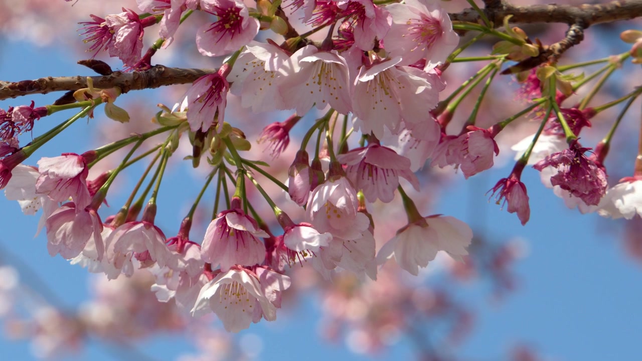 Primo piano di fiori di sakura rosa che ondeggiano delicatamente su un ramo a Tokyo, Giappone