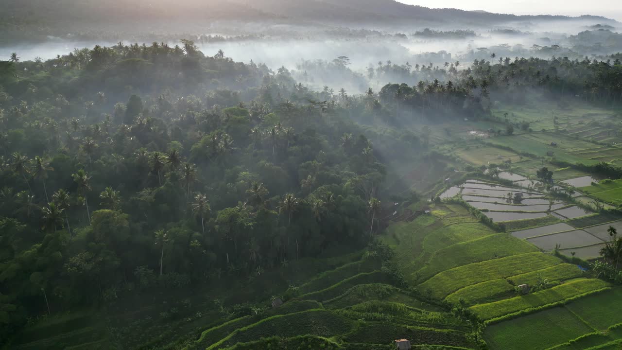 dron volando sobre una selva tropical y tierras de cultivo cubiertas con una fina capa de niebla