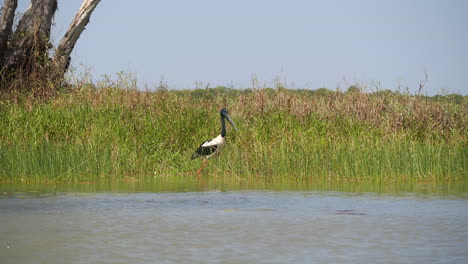 Pirschvogel-In-Freier-Wildbahn