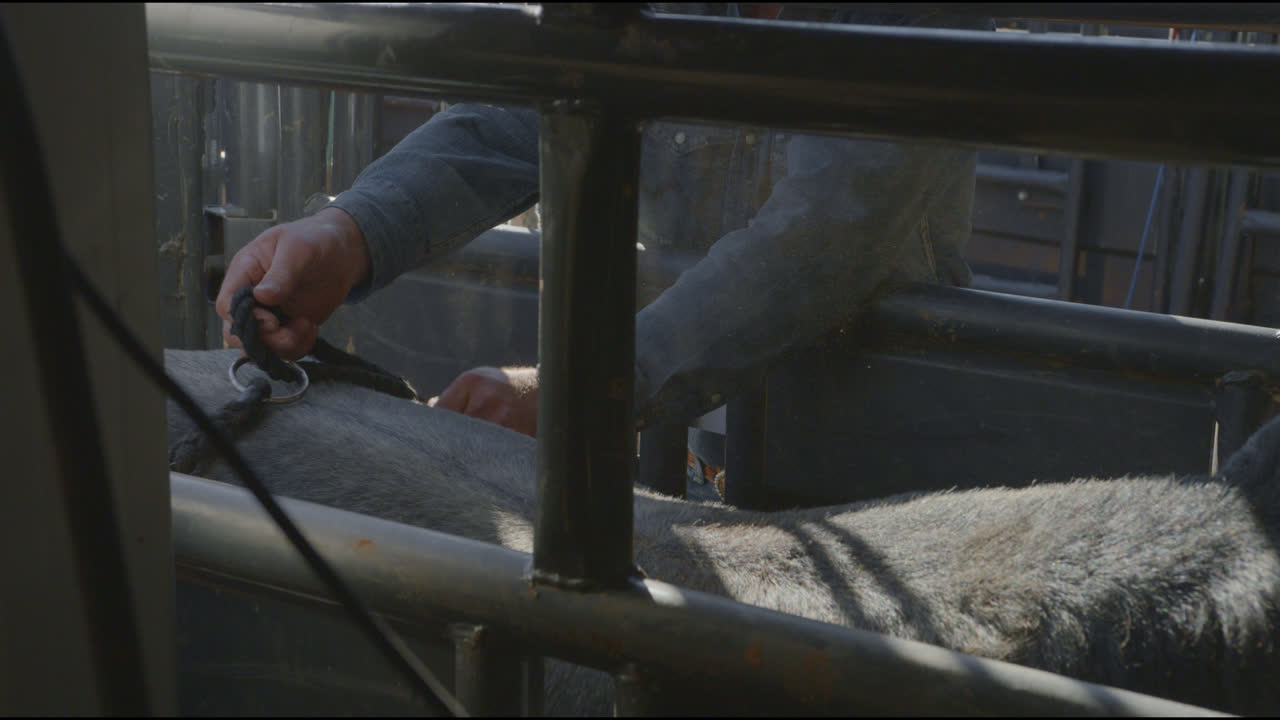 ковбой затягивает веревку на быка в металлическом парашюте перед боем быков в далласе, штат техас.